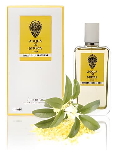 Osmanthus-Fragrans