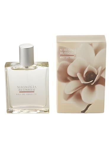 Magnolia-Blossom