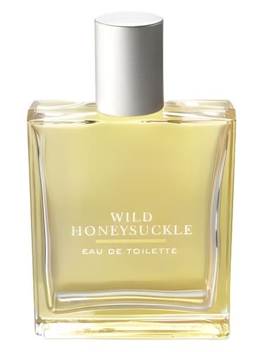 Wild-Honeysuckle