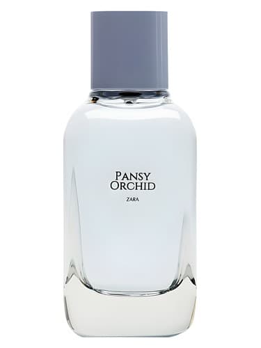 Pansy-Orchid